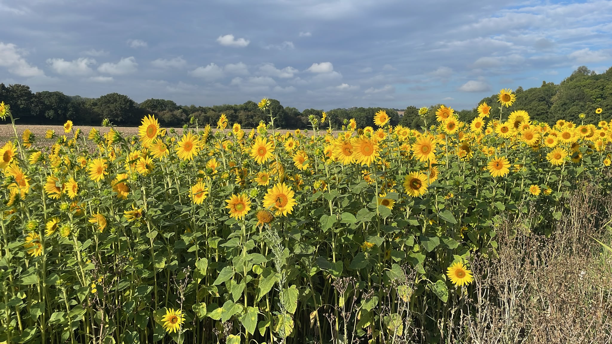 sunflowers